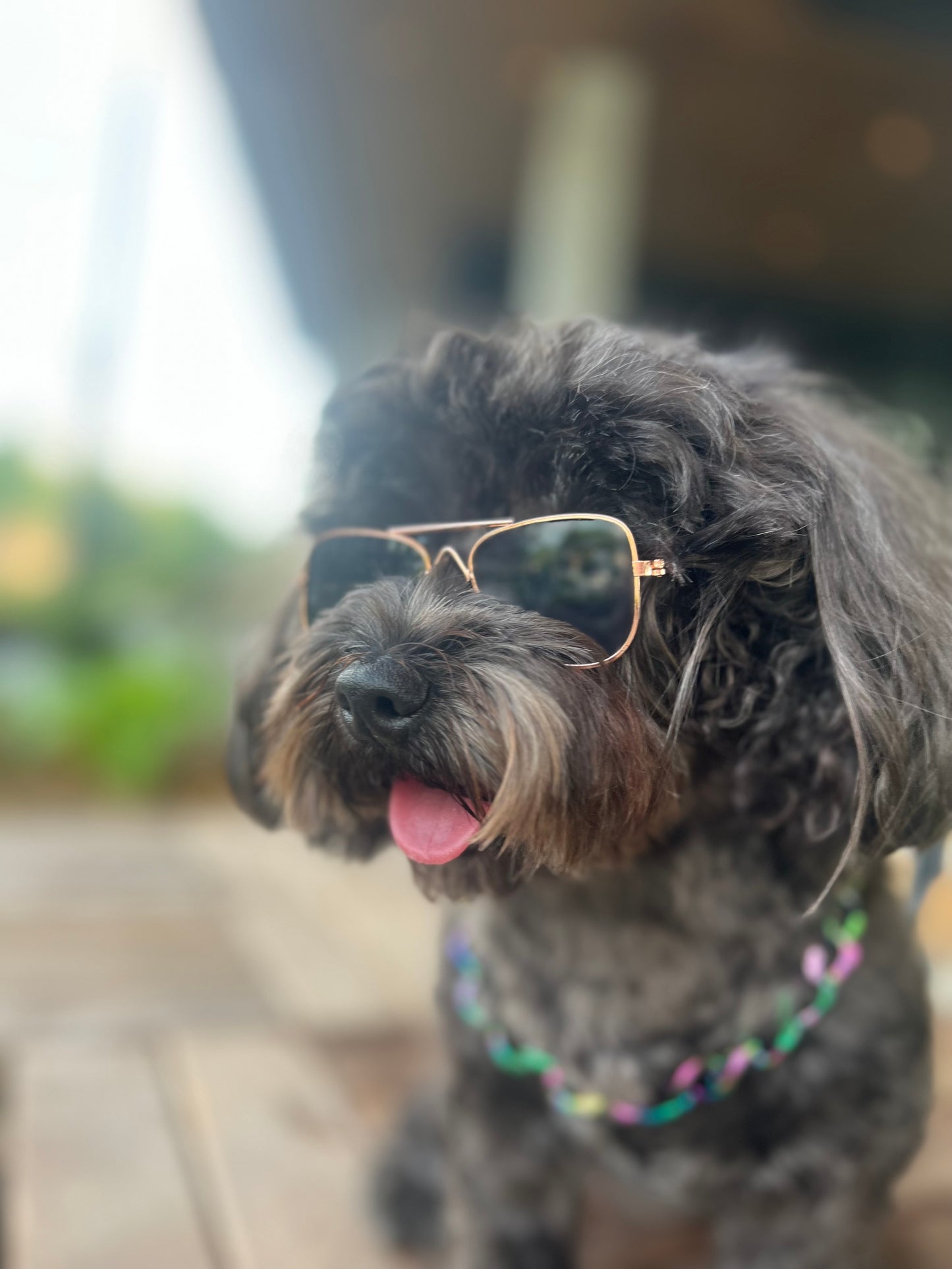 Pet Sunglasses