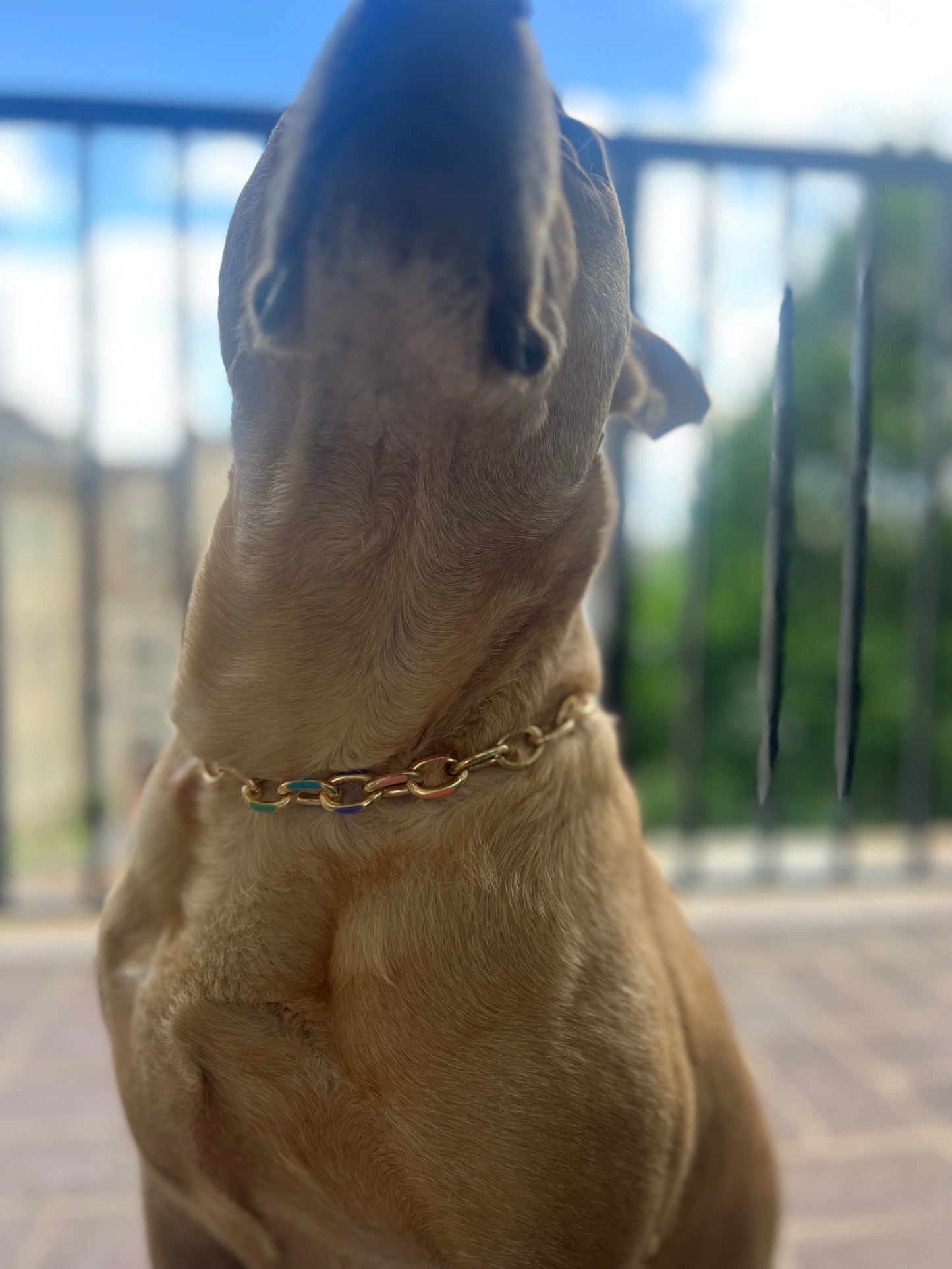 Multi-Color Cuban Pet Necklace Collar