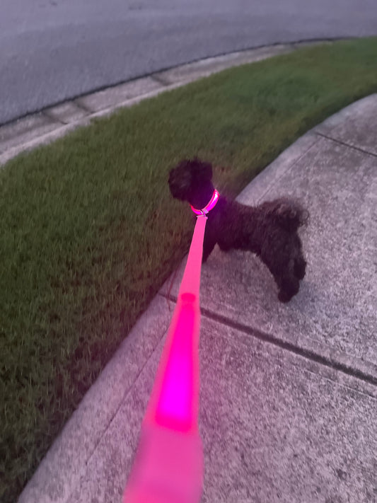 Glow in the Dark Leash + Collar