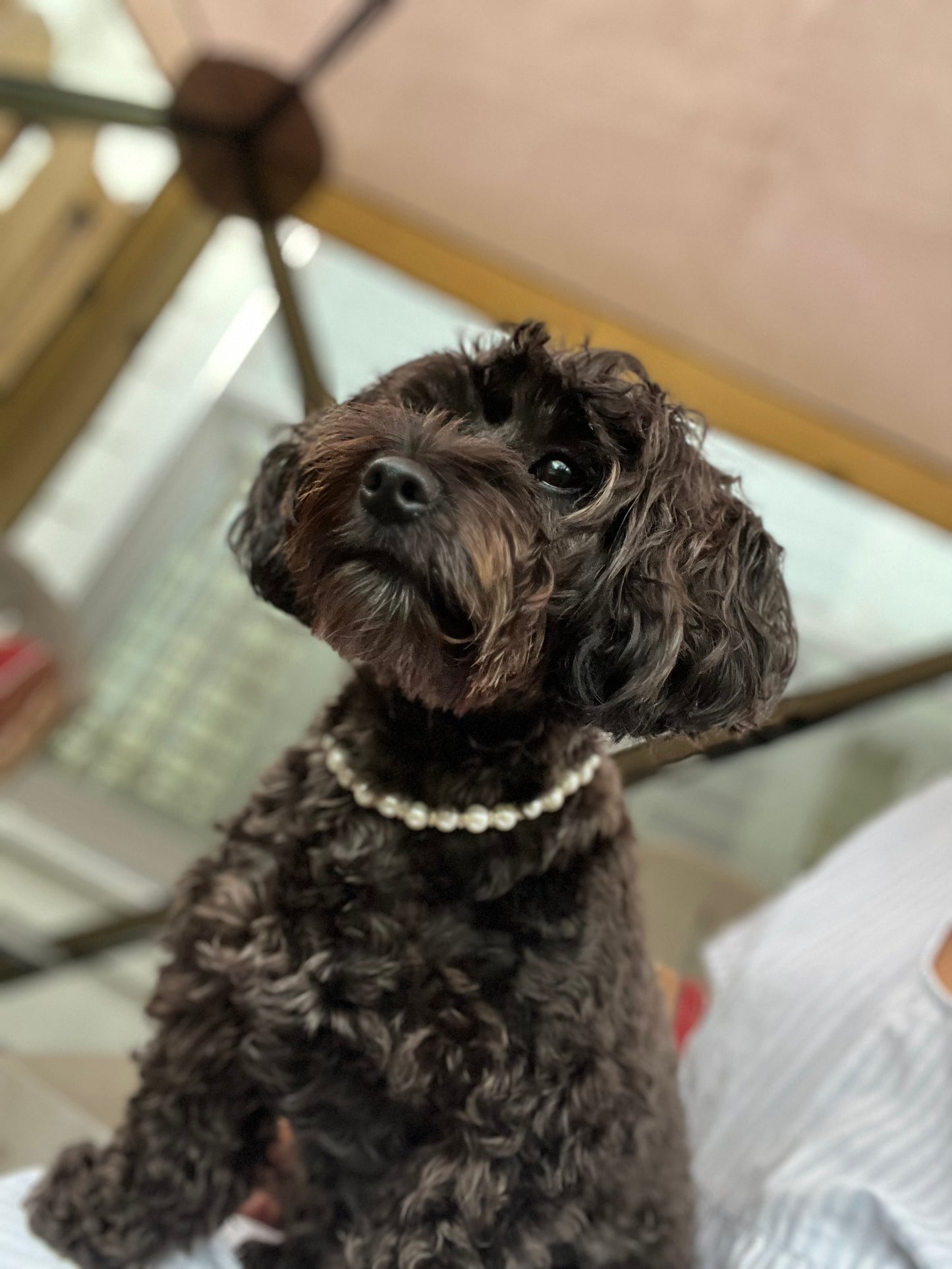 Pet Pearl Collar